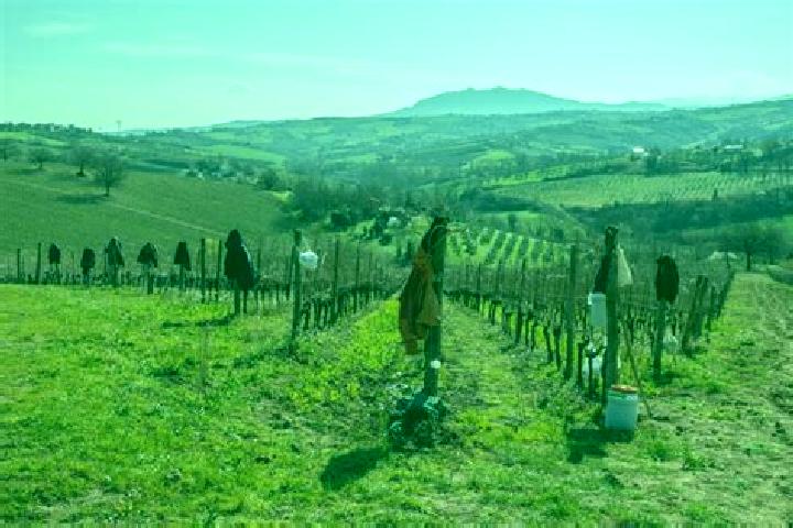 Escorts Coriano, Italy — Local Companions