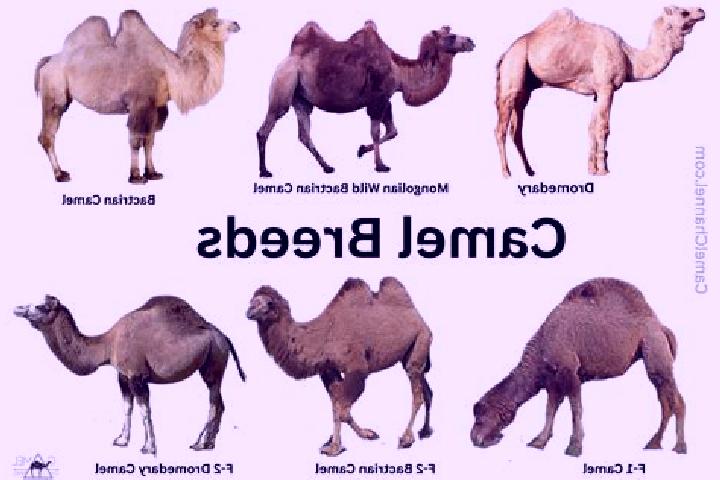 Escorts Dromedary, Australia — Local Companions