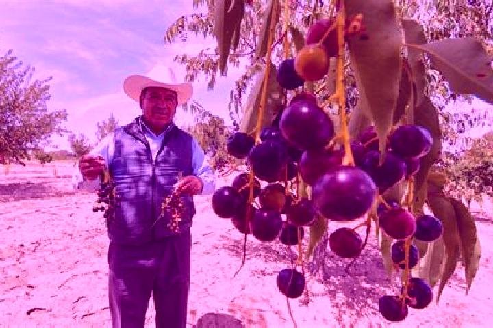 Escorts El Capulin Chocolate, Mexico — Local Companions