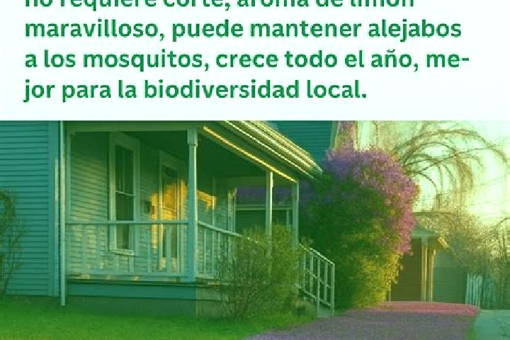 Escorts El Cesped, Mexico — Local Companions