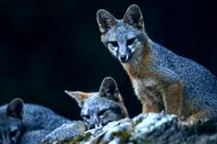 Escorts El Costoche, Mexico — Local Companions
