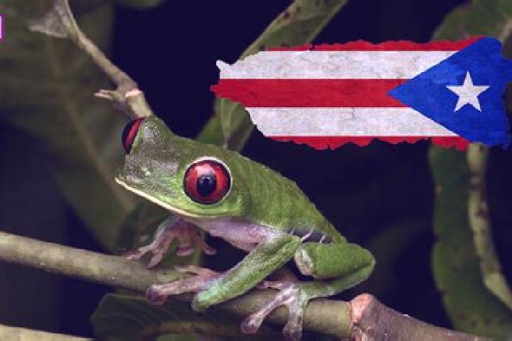 Escorts El Negro, Puerto Rico — Local Companions