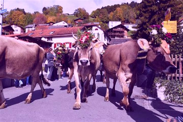 Escorts Emmetten, Switzerland — Local Companions