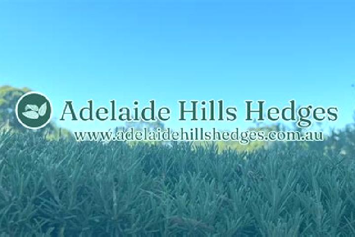 Escorts Endeavour Hills, Australia — Local Companions