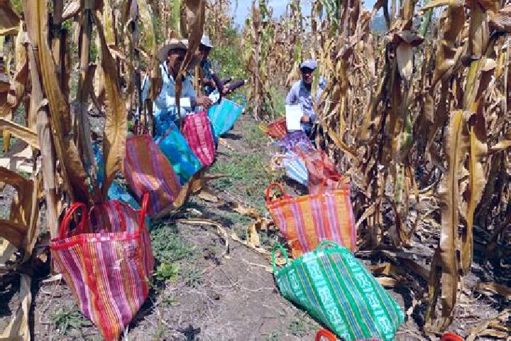 Escorts Estero de Milpas, Mexico — Local Companions