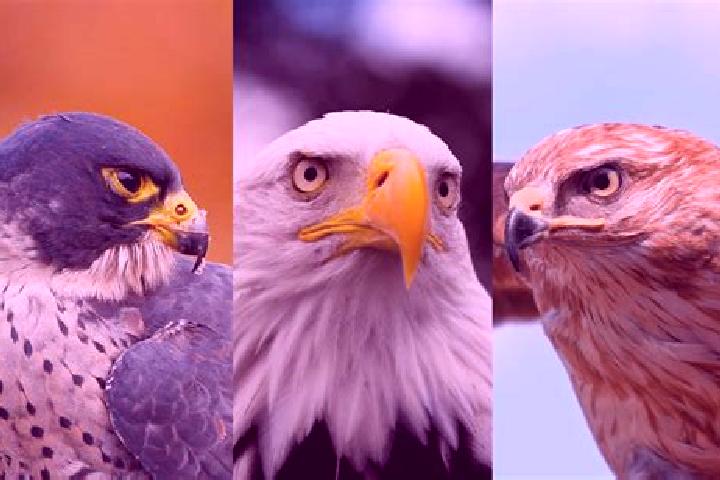 Escorts Falcon, Australia — Local Companions