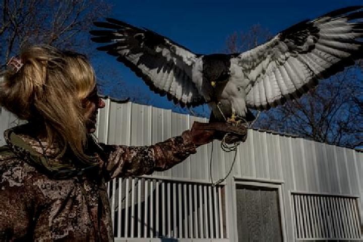 Escorts Falconer, United States — Local Companions