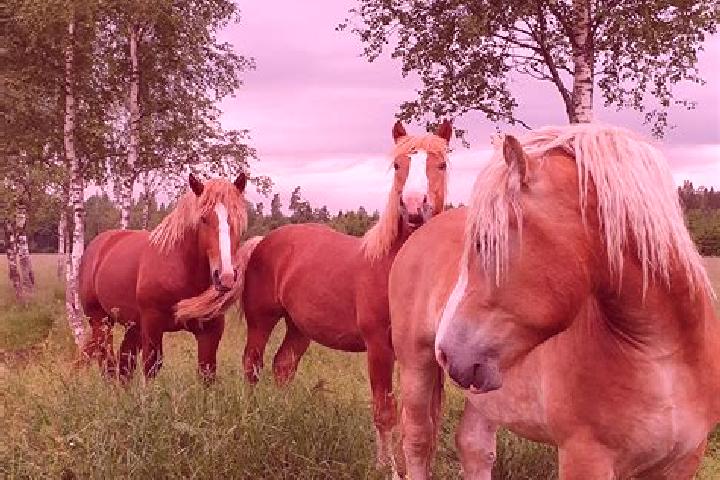 Escorts Falkoeping, Sweden — Local Companions