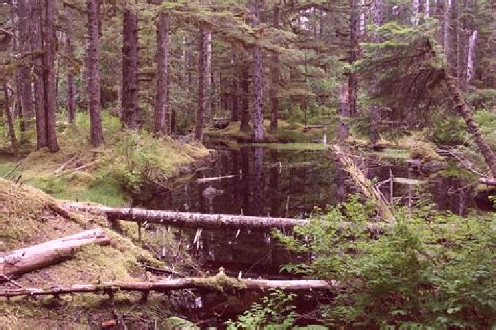 Escorts Forest Home, United States — Local Companions