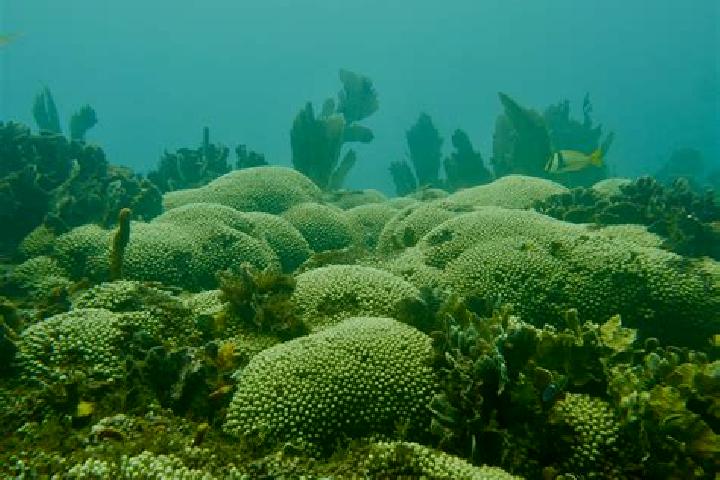 Escorts Forest Reefs, Australia — Local Companions