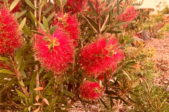 Escorts Fulham Gardens, Australia — Local Companions