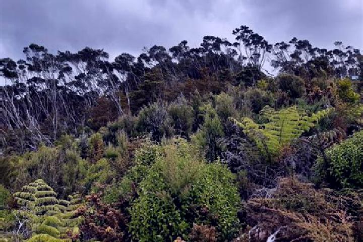 Escorts Halfway Bush, New Zealand — Local Companions