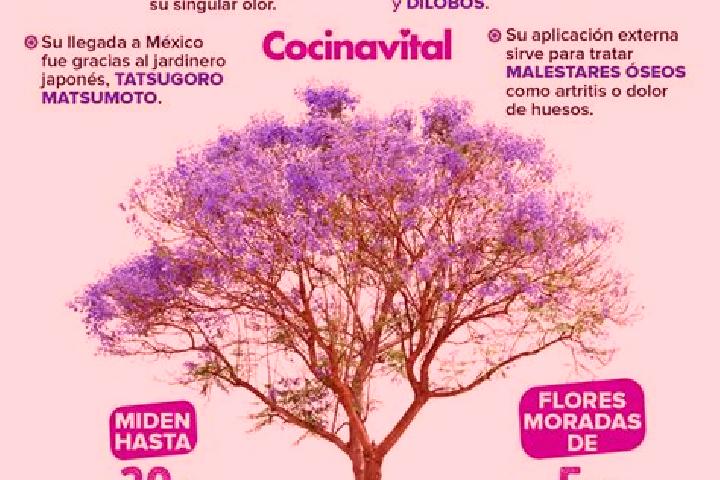 Escorts Jacarandas, Mexico — Local Companions