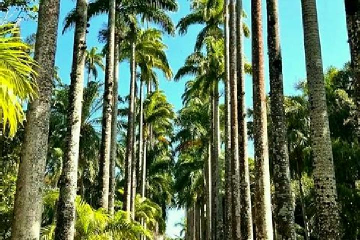 Escorts Jardim Botanico, Brazil — Local Companions
