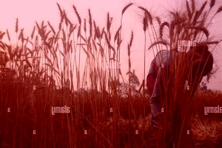Escorts Joypur Hat, Bangladesh — Local Companions