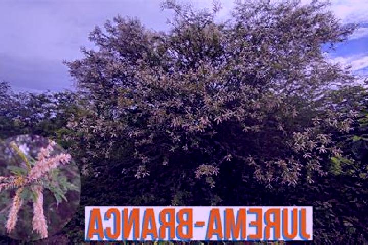 Escorts Jurema, Brazil — Local Companions