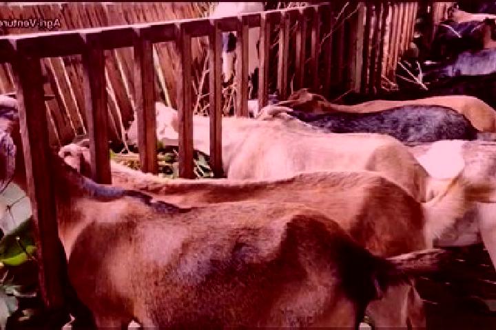 Escorts Kambing, Philippines — Local Companions