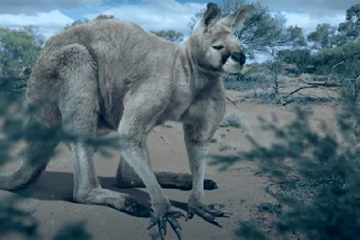 Escorts Kangaroo Ground, Australia — Local Companions