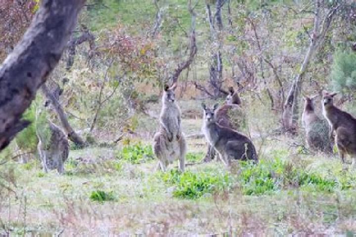 Escorts Katunga, Australia — Local Companions