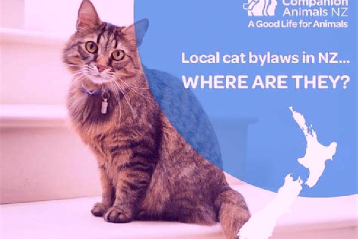 Escorts Kawakawa, New Zealand — Local Companions