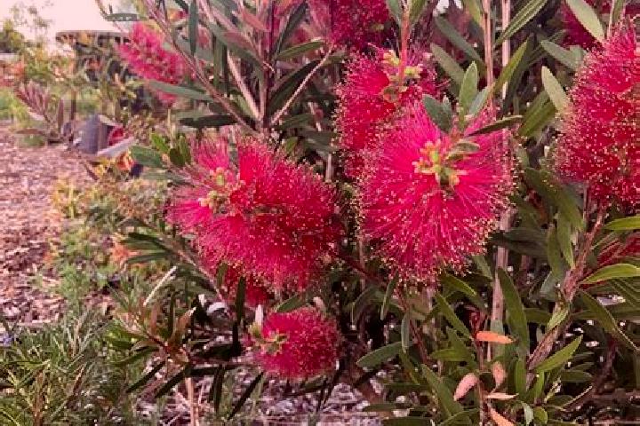 Escorts Keiraville, Australia — Local Companions