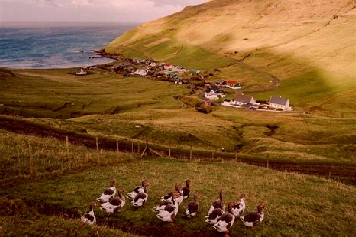 Escorts Kollafjordur, Faroe Islands — Local Companions