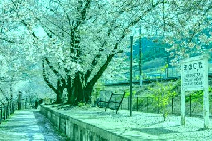 Escorts Koshu, Japan — Local Companions