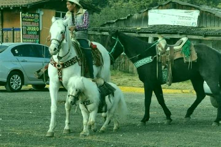 Escorts La Marquesa, Mexico — Local Companions