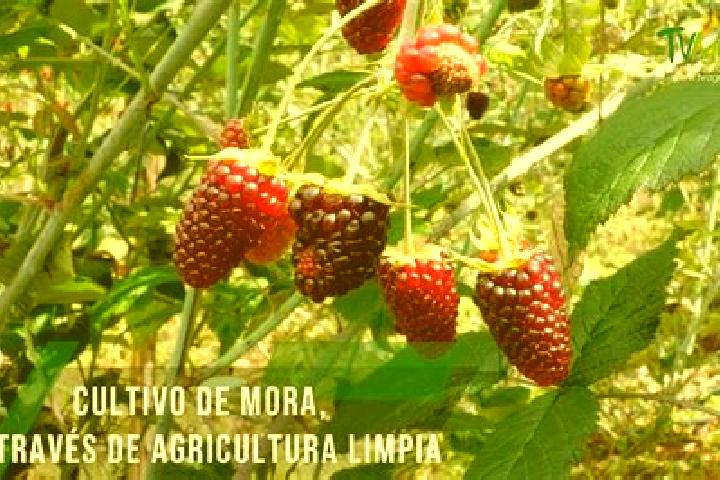 Escorts Las Moras, Mexico — Local Companions