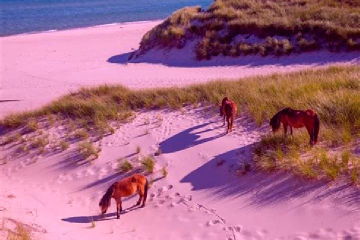 Escorts Lawrencetown, Canada — Local Companions