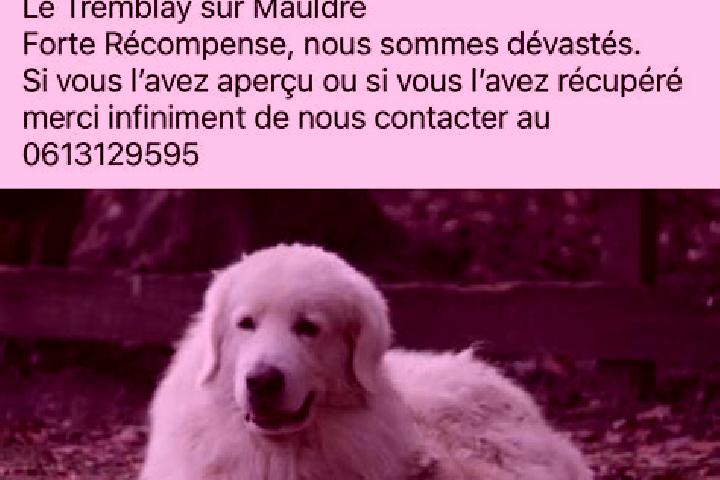 Escorts Le Tremblay-sur-Mauldre, France — Local Companions