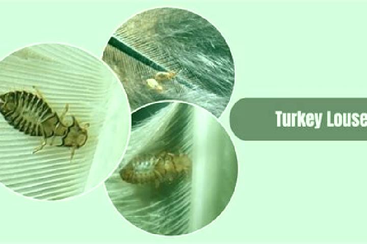 Escorts Lice, Turkey — Local Companions