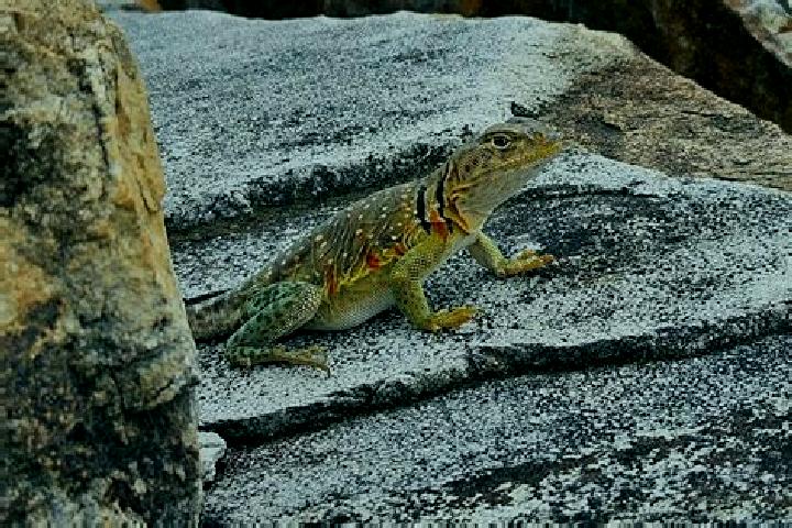 Escorts Lizard, United Kingdom — Local Companions