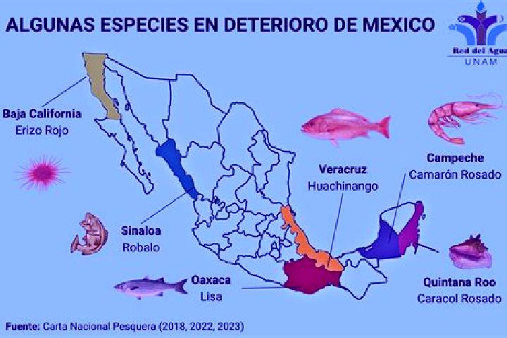 Escorts Los Hules, Mexico — Local Companions