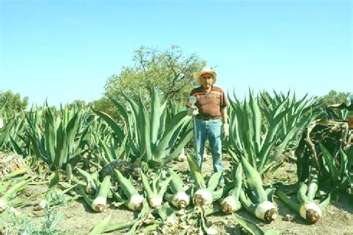 Escorts Los Magueyes (Fraccionamiento el Sereno), Mexico — Local Companions