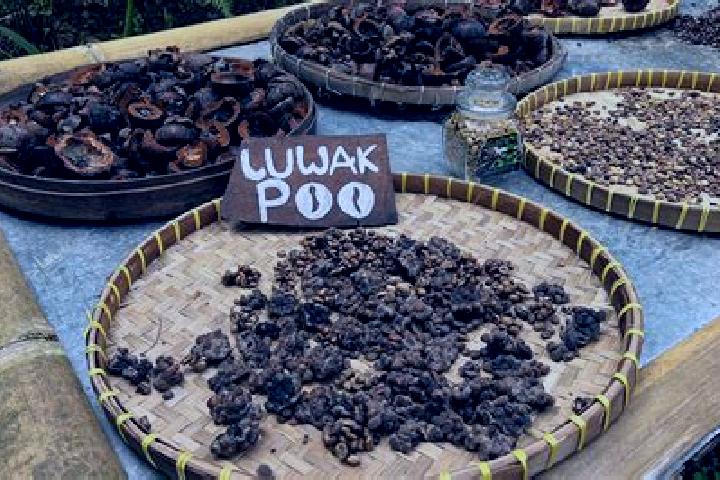 Escorts Lupak, Indonesia — Local Companions