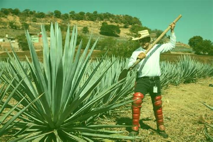 Escorts Mario Sauza, Mexico — Local Companions