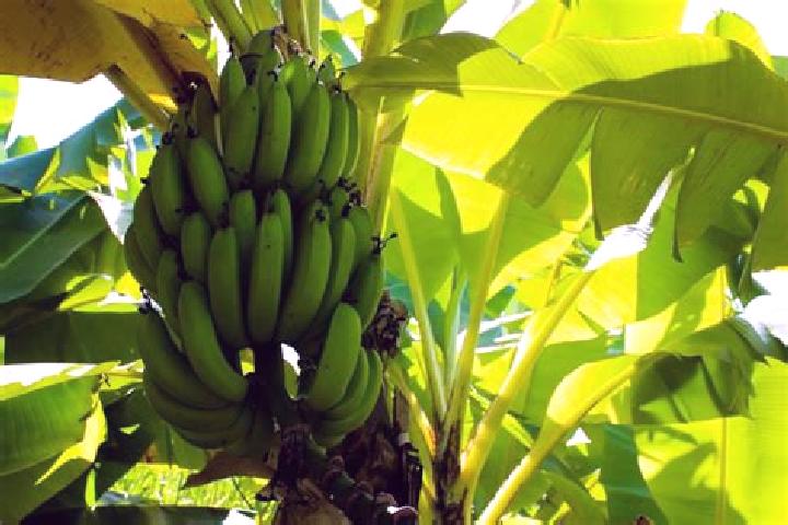 Escorts Mata de Platano, Honduras — Local Companions