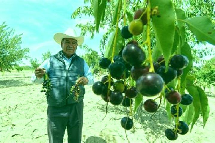 Escorts Mesa de Capulines, Mexico — Local Companions