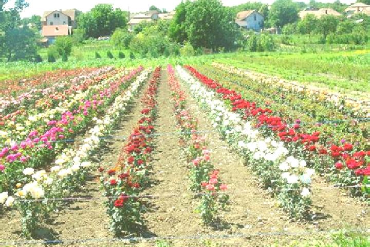 Escorts Mesteacan, Romania — Local Companions