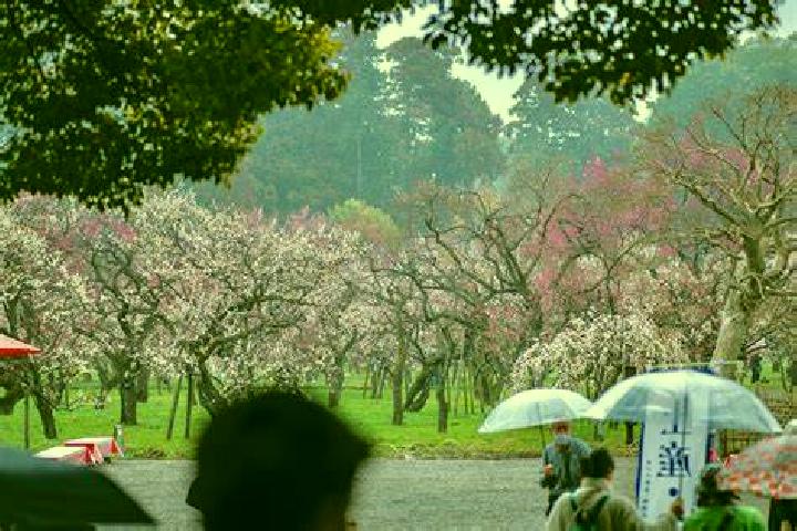 Escorts Mito, Japan — Local Companions