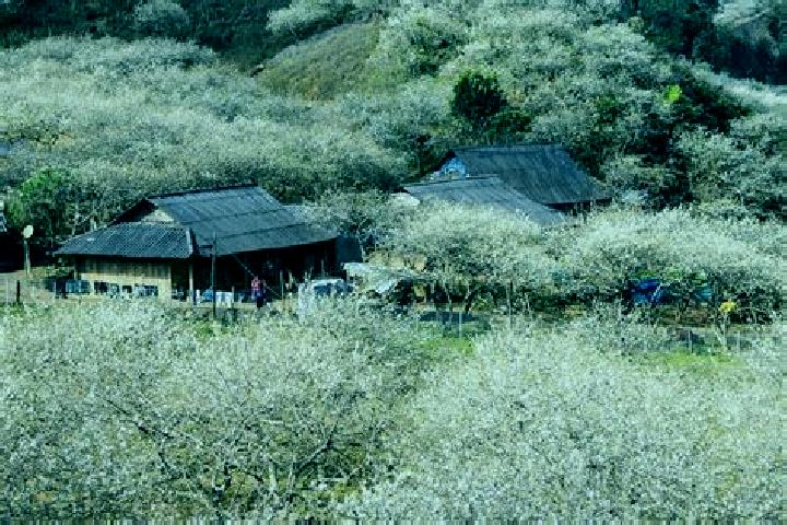 Escorts Moc Chau, Vietnam — Local Companions
