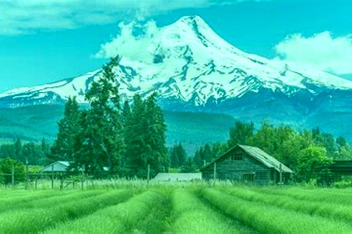 Escorts Mount Hood Village, United States — Local Companions