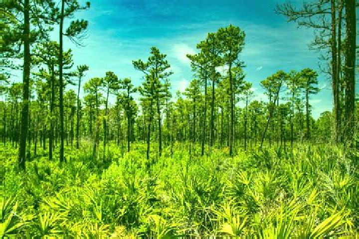 Escorts Neuse Forest, United States — Local Companions