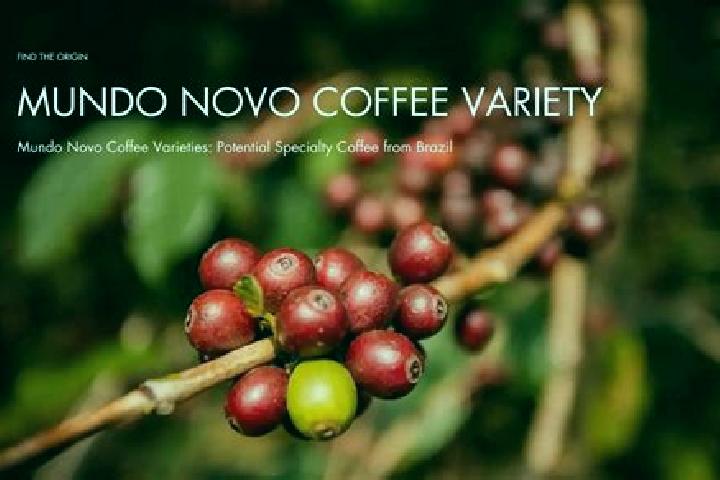 Escorts Novo Oriente, Brazil — Local Companions