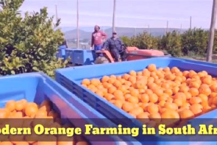 Escorts Orange Farm, South Africa — Local Companions