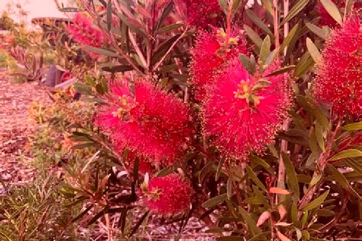 Escorts Palmyra, Australia — Local Companions