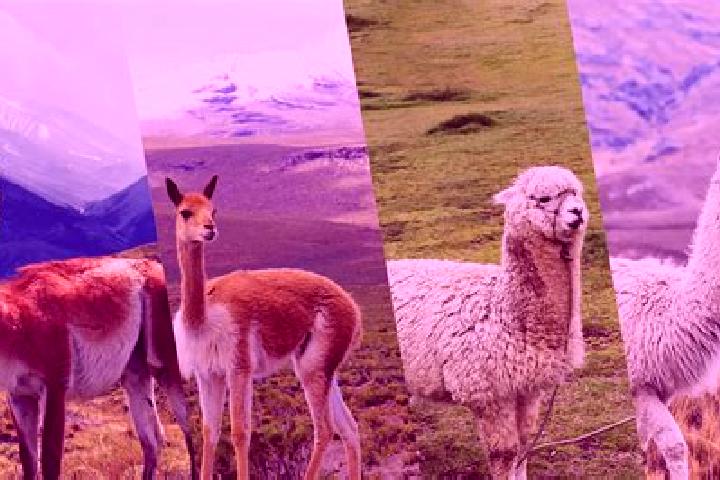 Escorts Pampamarca, Peru — Local Companions