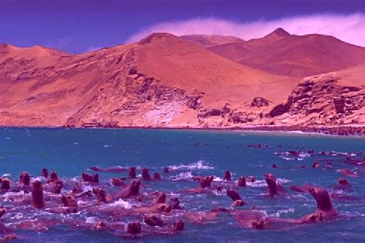Escorts Paracas, Peru — Local Companions