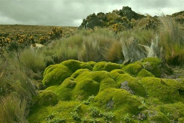 Escorts Paramo de Boedo, Spain — Local Companions